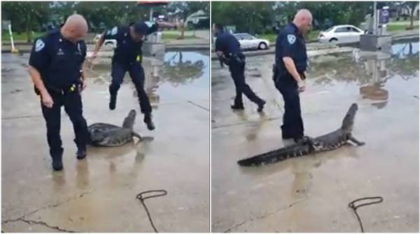 alligator, crocodile, funny police videos, cops vs crocodile, policxe vs alligator, cop cream alligator, funny videos, viral videos, indian express