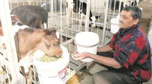 How technology can deliver freedom from male calf