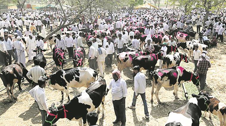 Maharashtra: Not impressed by Rs 3/litre govt subsidy to dairies, farmers  vow to continue protests | Cities News,The Indian Express