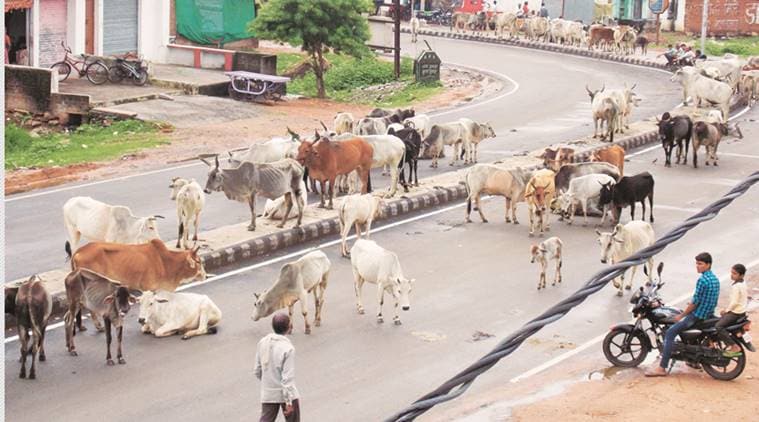 madhya pradesh, mp cow vigilantism, gau rakshaks, Bajrang Sena, cow slaughter prohibition law, madhya pradesh cow violence, indian express news