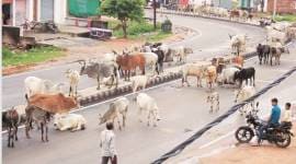 madhya pradesh, mp cow vigilantism, gau rakshaks, Bajrang Sena, cow slaughter prohibition law, madhya pradesh cow violence, indian express news