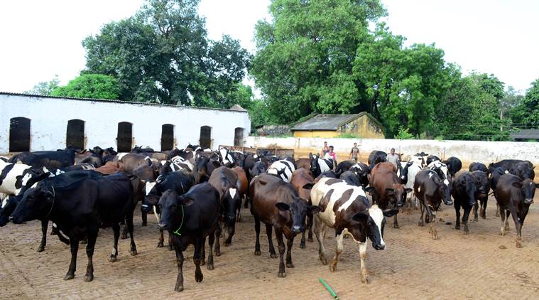 Top 125+ Animal husbandry in haryana - Merkantilaklubben.org