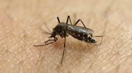 dengue 1200 Thane: 26-yr-old man dies of dengue, fifth death in Bhiwandi