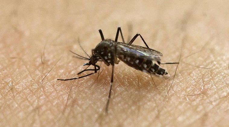 dengue, tamil nadu dengue cases,  J Radhakrishnan, dengue, dengue menace, indian express news 