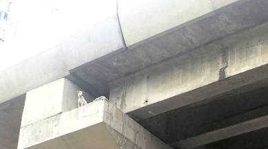 Delhi: Stuck on top of Metro pillar for four days, stray dog rescued |  Cities News,The Indian Express