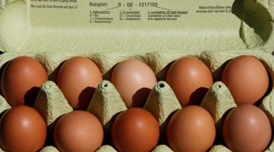 contaminated eggs, egg contamination, EU, European union, france, france contaminated eggs, germany, germany eggs, Netherlands, latest news, latest world news