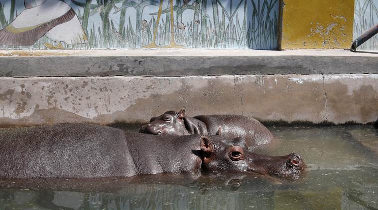 Europe heat wave, Lucifer, Heat wave, Serbia, Belgrade heat wave, World news, Indian Express