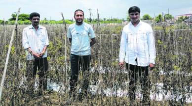 tomatio, tomato prices, tomato price hike, vegetable price, indian express news