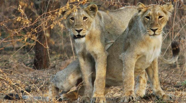 lioness death, lion found dead, Gujarat lioness death, AMreli village, Gujarat news,