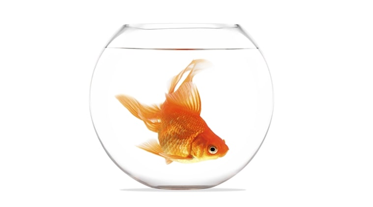 How goldfish make alcohol to survive without oxygen decoded | Technology News,The Indian Express How goldfish make alcohol to survive without oxygen decoded | Technology News,The Indian Express