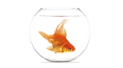 How goldfish make alcohol to survive without oxygen decoded