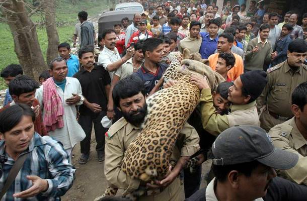 PHOTOS: Human-animal conflict: In past 3 years, at least one person ...