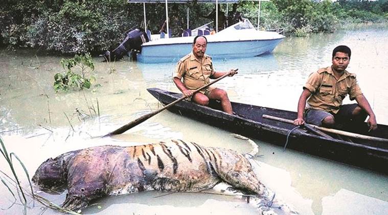 marathi national in day sports Kaziranga counts 1 tiger, dead: 2 369 Flooded dozen its