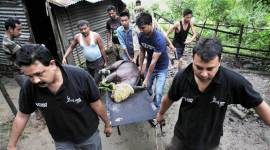 Kaziranga, Kaziranga park, Kaziranga wildlife death toll, assam, assam floods, Kaziranga assam floods, latest india news, indian express