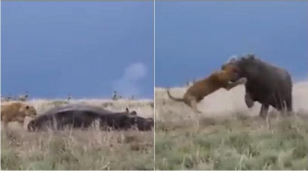 animal video, wild animal videos, unusual animal videos, shocking animal hunting videos, trending videos, odd news, indian express