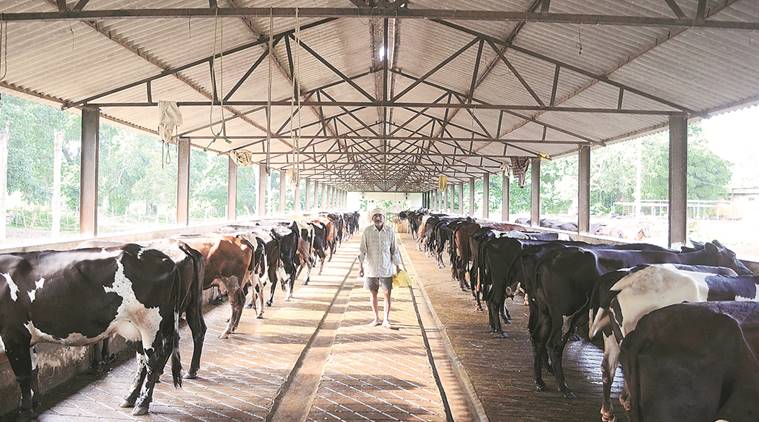 Overcrowded dairy farm struggling to sell milk India 