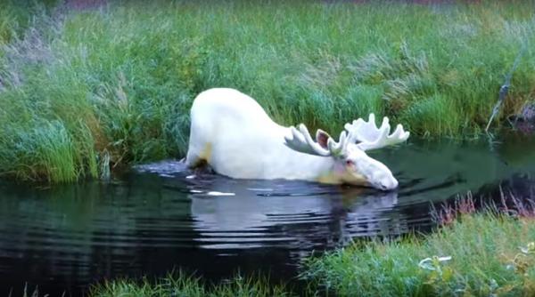 white moose, sweden moose, rare white moose, moose dip in cool water, moose video, white moose jungle, forest moose, indian express, indian express news