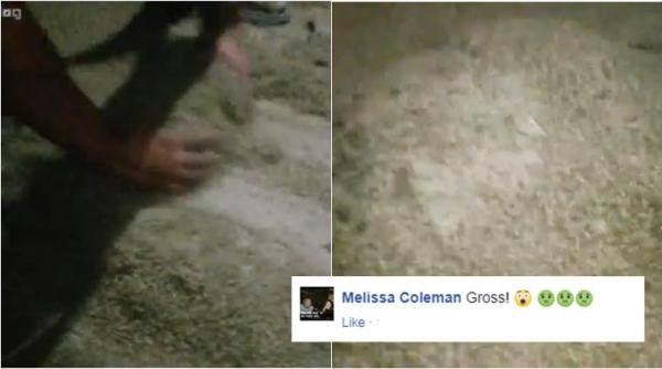 russia, mosquitoes, swarm of mosquitoes, mosquitoes larva, russia mosquitoes, russian mosquitoes video, shocking insect videos, viral videos, indian express