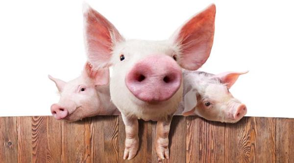 china, pig farmers, china pig farmers, asian markets, world pork markets, china markets, indian express, express online, world news