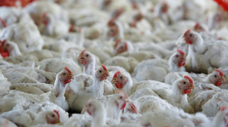 Avian Influenza Confirmed In 12 Indian States