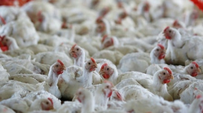An unusual election effect: Increased demand drives up poultry prices in Pune markets