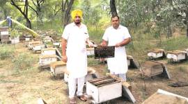 punjab, bee, honey, bee-keeping, bee hive, bee honey, indian express news