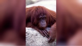 Orangutan no alt set