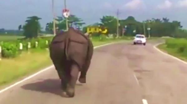 rhino, rhino on road, rhino in traffic, rhino runs on road, wild rhino, rhino in assam, rhino traffic running, indian express, indian express news