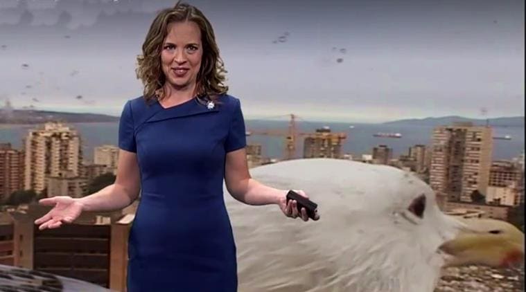 seagull on tv show, live weather forecast, weather forecast seagull, seagull on live show, weather forecast funny video, Canadian morning show, Vancouver’s Breakfast Television, indian express, indian express news