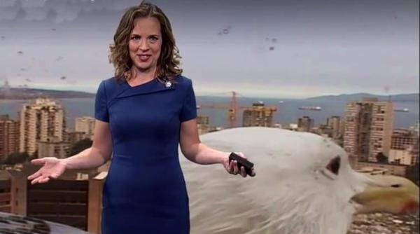 seagull on tv show, live weather forecast, weather forecast seagull, seagull on live show, weather forecast funny video, Canadian morning show, Vancouver’s Breakfast Television, indian express, indian express news