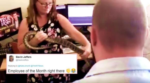 snake, snake in the newsroom, newsroom snake stories, snake videos, woman wrangles snake, snake at 9 news darwin, 9 news darwin, indian express, indian express news