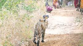 Tiger, Man Animal conflict, Indian Express, Wildliufe, Wildlife news, India news, human encroachment, forest