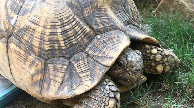 97 smuggled Indian star tortoises to fly back from Singapore to India ...