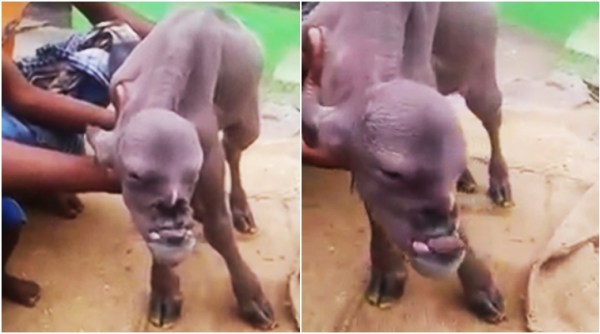 bizarre news, bizarre india news, mutant goat, goat with a human face, human goat hybrid in india, shocking human goat hybrid, indian express, indian express news