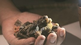 animal poaching 759 monitor lizard trade, illegal monitor lizard trade, monitor lizard part trade, monitor lizard endangered species, harsh vardhan, sambar deer, animal protection, animal cruelty, animal poaching, WCCB, indian express, india news