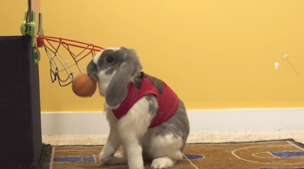 animal videos, bini the bunny, bunny making record, bunny dunking basketball, indian express, indian express news