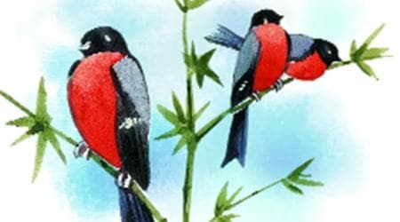 birds, animals, wild life, forest, jungle, indian express, indian express news