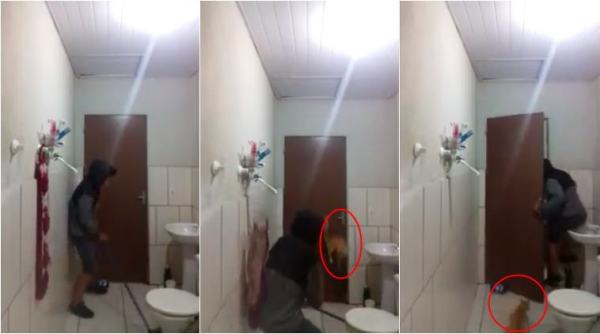 funny videos, cat and cat chase, funny animal videos, guy catch rat with cat, hilarious animal videos, viral videos, trending news, odd news, indian express