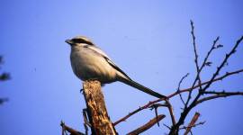 butchers-759 shrike, shrike birds, carnivorous birds, flesh eating birds, shrike varity, shrike birds in india, sunday eye, eye 2017, indian express,