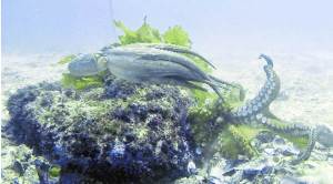 After Octopolis, now Octlantis, two undersea ‘cities’ where octopuses live and socialise