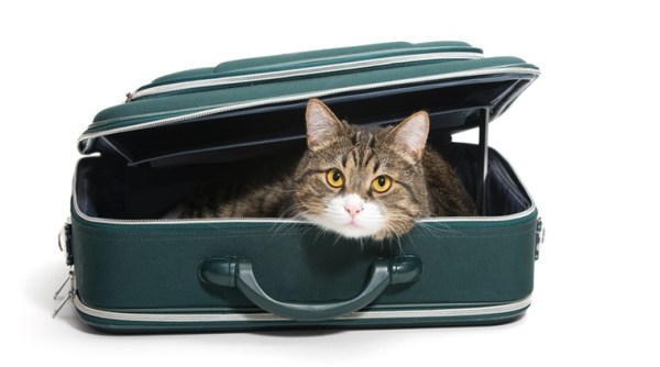 cats in train, cats allowed on train, cats travelling in train, letting cats roam on train, travelling cats, Cats roaming around on train, Indian express, Indian express news