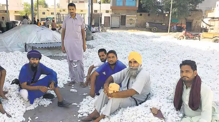 Punjab: Over 25% of Cotton Sold Below Minimum Support Price