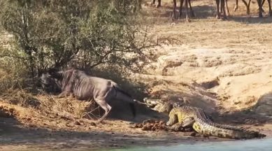 wildebeest caught by a crocodile, battle between crocodile and wildebeest, hippos come to rescue wildebeest, viral videos, Indian express, Indian express news
