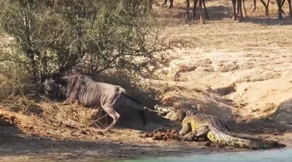 wildebeest caught by a crocodile, battle between crocodile and wildebeest, hippos come to rescue wildebeest, viral videos, Indian express, Indian express news