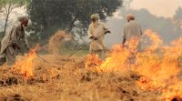 crop burning in punjab haryana, crop burning pollution, delhi pollution, delhi city news, indian express news