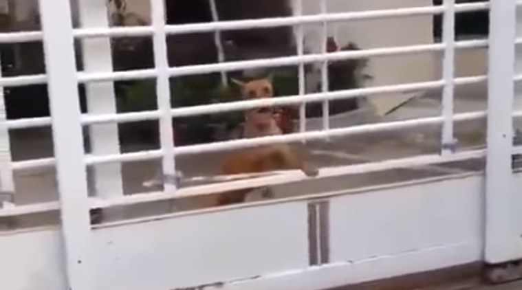 dog jumping over gate