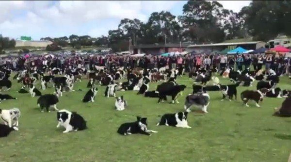 dog video, border collie, dogs assemble in australia, world record by dogs, indian express, indian express news