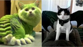 dragon cats, cats with dragon fur, dragon fur cats, dragon haircuts for cats, game of thrones cats, Indian express, Indian express news