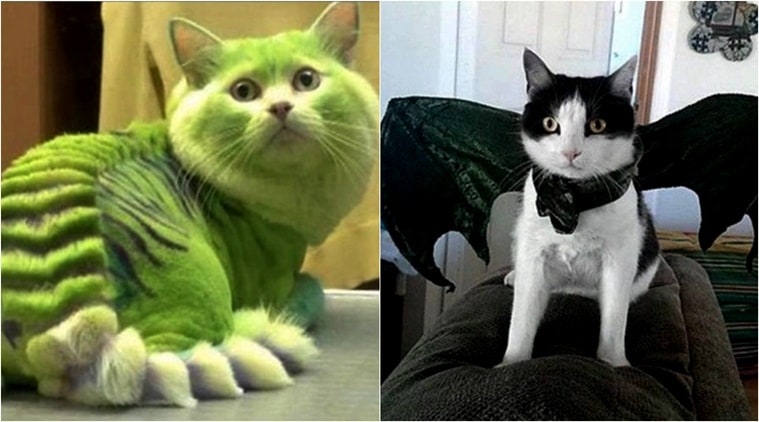 Costume cats or Daenerys’ dragons: A Game of Thrones makeover ...