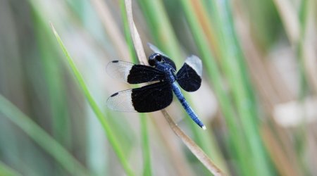 They are considered to be the first insect to fly and have been doing it for over 300 million years. (Source: Ranjit Lal)